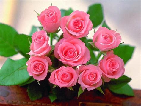Hoa Hồng đẹp Nhất Khiến 3 Tỉ Phụ Nữ Trên Thế Giới Mê Mẫn Rose Flower