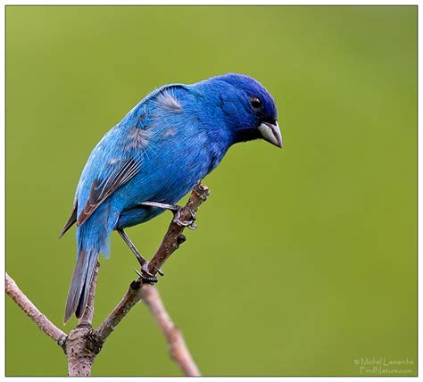 Photos Passerin Indigo Indigo Bunting Passerina Cyanea