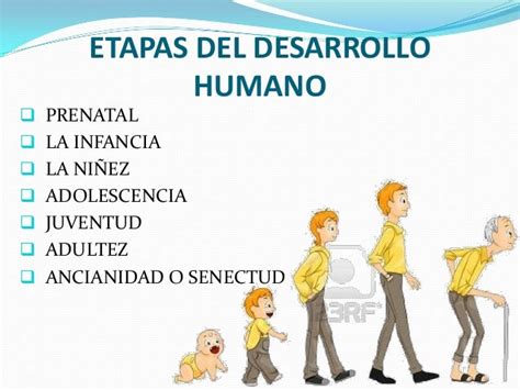 Las Etapas De Desarrollo Humano Imagui