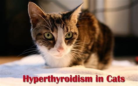 Hyperthyroidism In Cats Playful Kitty Cat Diseases Cats Cat Problems