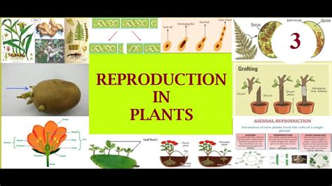 Reproductio In Plants Part 3 Class 7 Vegetative Propagation