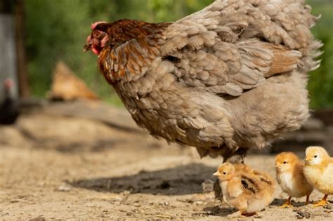 Primer De Un Pollo De La Madre Con Sus Polluelos Del Bebé En La Granja
