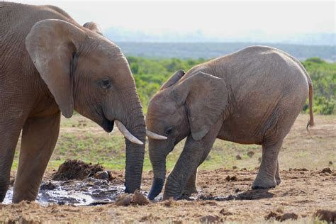 Africas Two Elephant Species Are Both Endangered Due To Poaching And