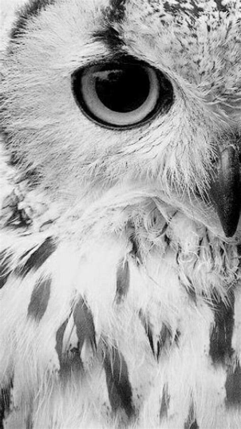 Black And White Owl Wallpapers Top Free Black And White Owl