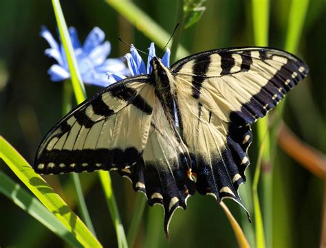 Eastern Tiger Swallowtail Male Pterourus Glaucus Flickr