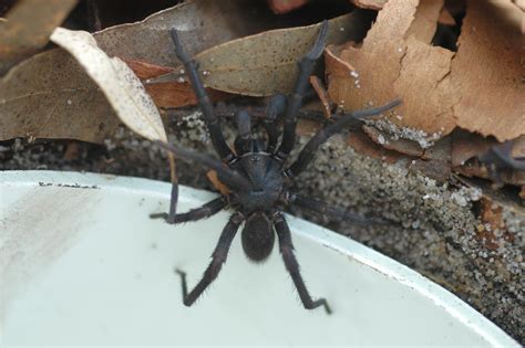 What do they look like? Top 10 Scariest Spiders in the World