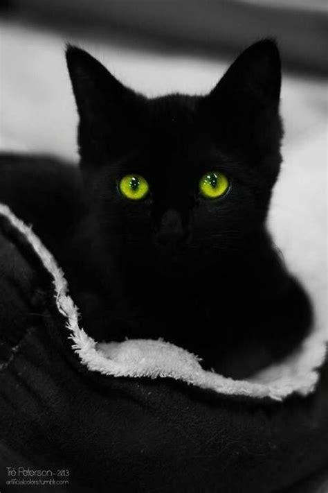 Black Cat Green Eyes Black Cat Crazy Cats Beautiful Cats