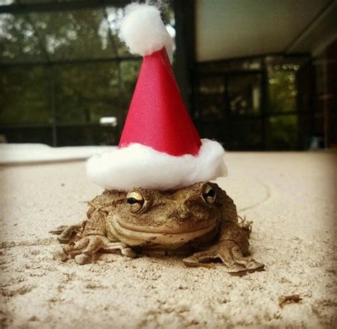 I Heard You Guys Liked Frogs In Hats So Heres My Fiancs Pet Frog Ursula