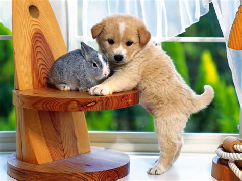 The Puppy And The Rabbit 壁紙画像