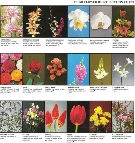 Fresh Flower Identification Chart Be Great Printout With Cards