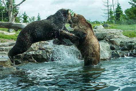 Two Grizzly Brown Bears Fight Grizzly Two Combat Photo Background And