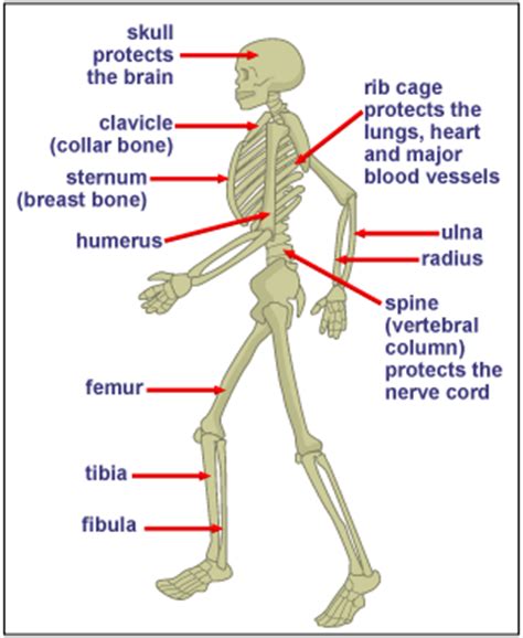 This science quiz game will help you learn 15 of the most important bones. The Skeletal System: Task