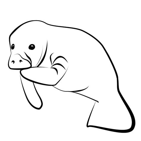 Manatee Coloring Page | Free download on ClipArtMag