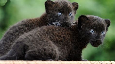 Black Panther Cubs Black Panther Cubs Big Cats Pinterest