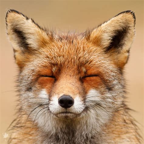 Faces Of Foxes Photographer Proves That Every Fox Has