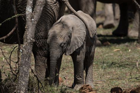 Baby Elephant Protected By Herd Stock Photo Image Of Grey Cute 54612910