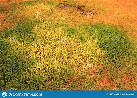 Dead Grass Patches During Drought In Australia Stock Photo Image Of