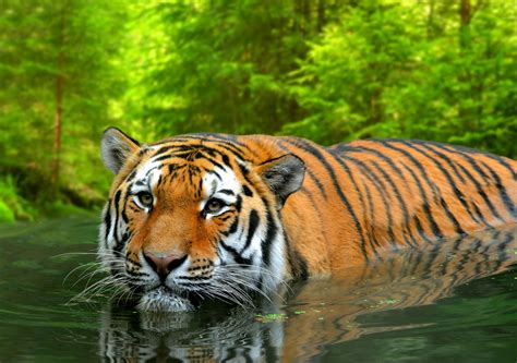 Survivors Of The Cold Interesting Facts About Siberian Tigers Animal Sake