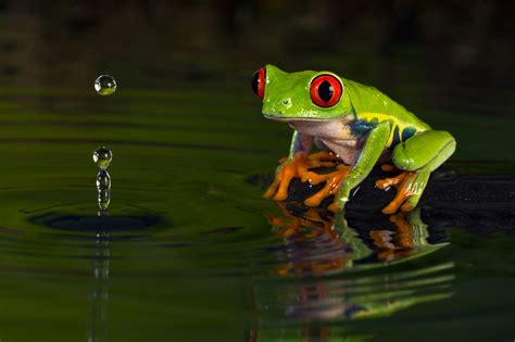 Download Amphibian Frog Red Eyed Tree Frog Animal Red Eyed Tree Frog 4k