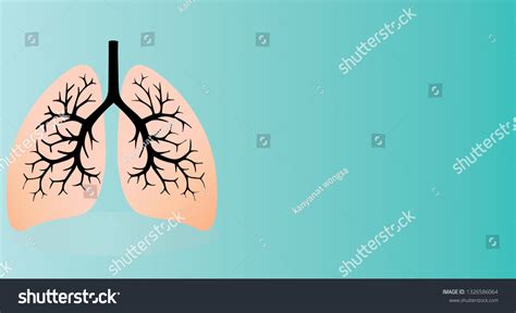 Human Lungs Anatomy Structure Isolated On Stock Vector Royalty Free