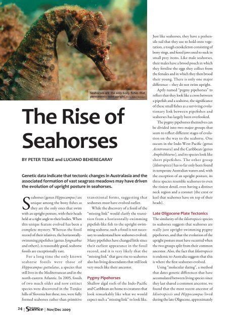The Rise Of Seahorses Molecular Ecology Lab At Flinders University