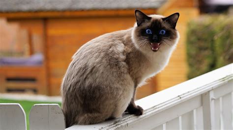 Desktop Wallpaper Siamese Cat Angry Pet Animal Sitting Hd Image