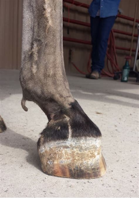 Club Foot Flexural Deformity In Adult Horse Side Vet Guide