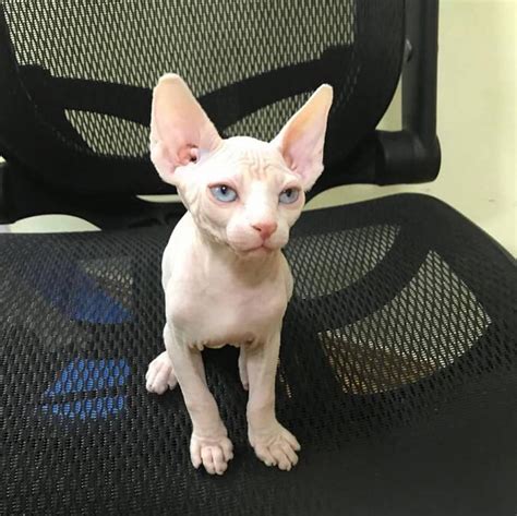Sphynx Cat For Sale Stunning Female Sphynx Kittens Exoticpets4sale