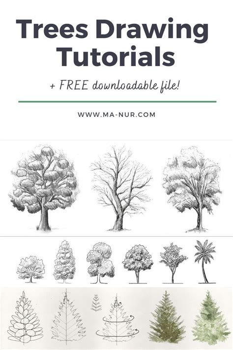 Trees Drawing Tutorials Tree Drawing Trees Drawing Tutorial Tree