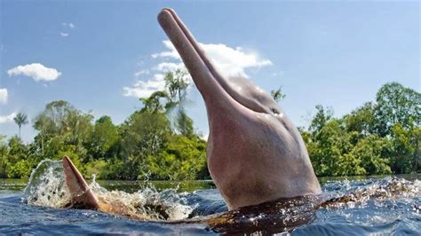 Amazon Pink River Dolphin Tour Ruta Verde Tours