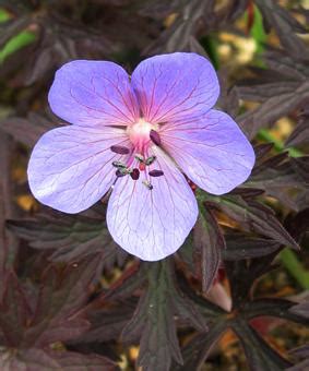 First, they need their own home and some encouragement. Geranium pratense 'Hocus Pocus' | TELLURA-ЛУЖАЙКА