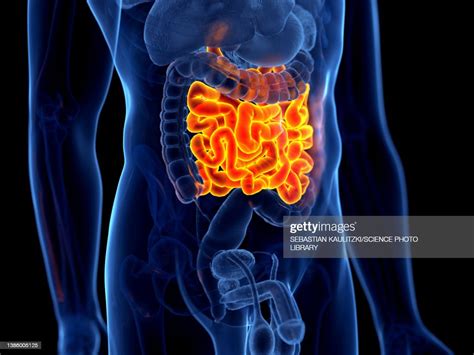Small Intestine Illustration High Res Vector Graphic Getty Images