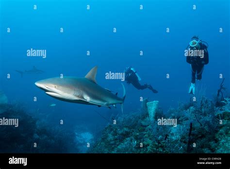 Divers Watching Caribbean Reef Sharks Carcharhinus Perezi Swimming