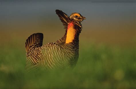 Greater Prairie Chicken Male Photograph By Tim Fitzharris