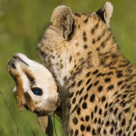 Cheetah Facts For Kids • Cheetah Conservation Fund