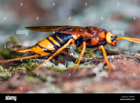 Giant Wood Wasp Giant Horntail Greater Horntail Urocerus Gigas