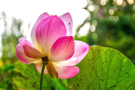 Gambar Mekar Menanam Daun Bunga Botani Berwarna Merah Muda