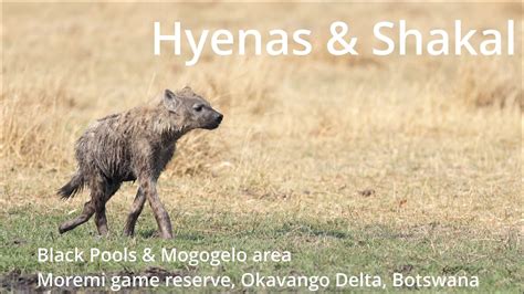 Hyenas And Shakal Wildlife Safari Moremi Game Reserve Okavango Delta Botswana Canon Eos R5