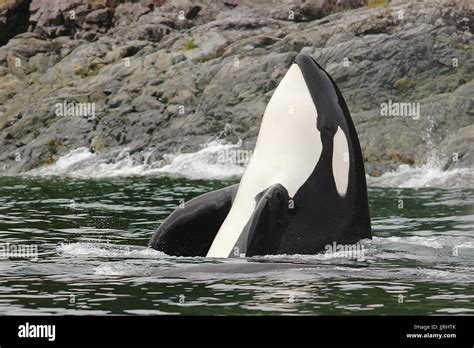 Transient Killer Whale Spyhopping Stock Photo Alamy