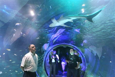 Sea Life Aquarium Sharks Orlando Sentinel