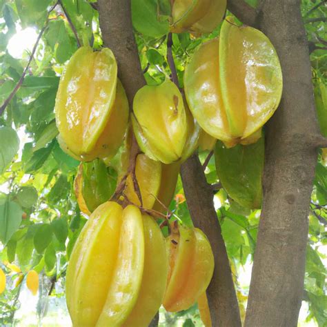 Star Fruit Tree Growing And Harvesting The Distinctive Star Shaped