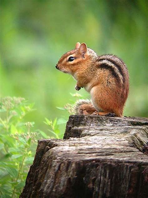 17 Best Chipmunkssquirrels Images On Pinterest