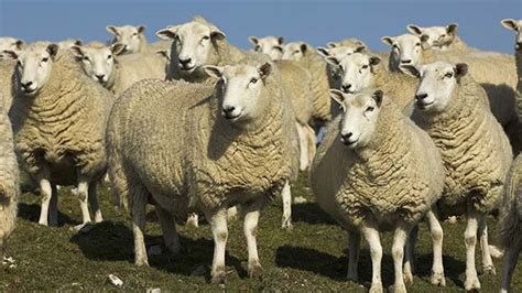 Top 5 Gb Sheep Breeds Revealed In Eblex Survey Farmers Weekly