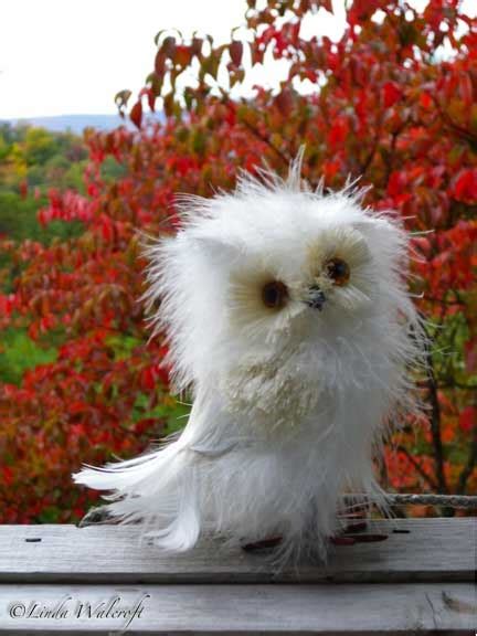 pictures disheveled owl