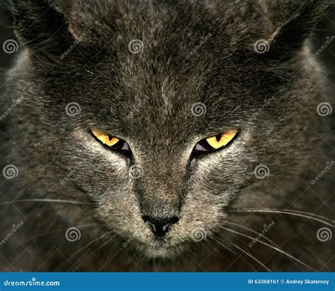 List 96 Wallpaper All Grey Cat With Yellow Eyes Stunning
