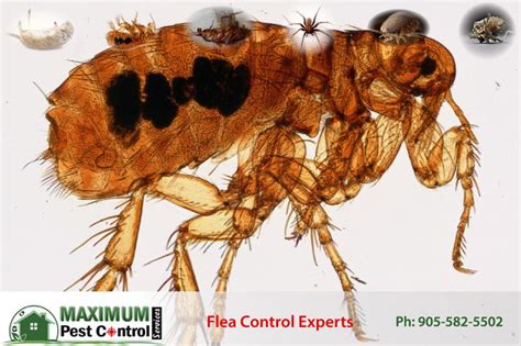 Flea Control Exterminator Hamilton Maximum Pest Control Services