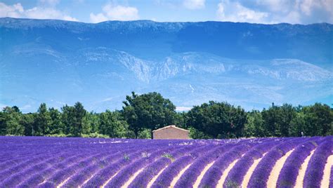 Download plateau de valensole lavender field in provance, it is a stock videos on videohive. Le Plateau de Valensole - Manosque