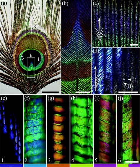 Biophotonics Of Diversely Coloured Peacock Tail Feathers Faraday