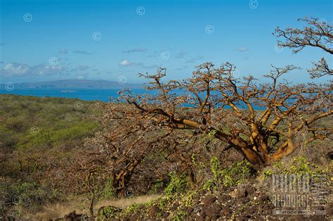 Wiliwili Trees On Maui With Molokini And Kahoolawe In Distance