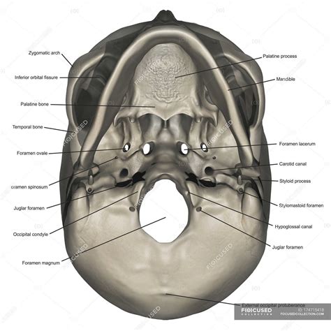 Inferior View Of Human Skull Anatomy With Annotations — Styloid Process